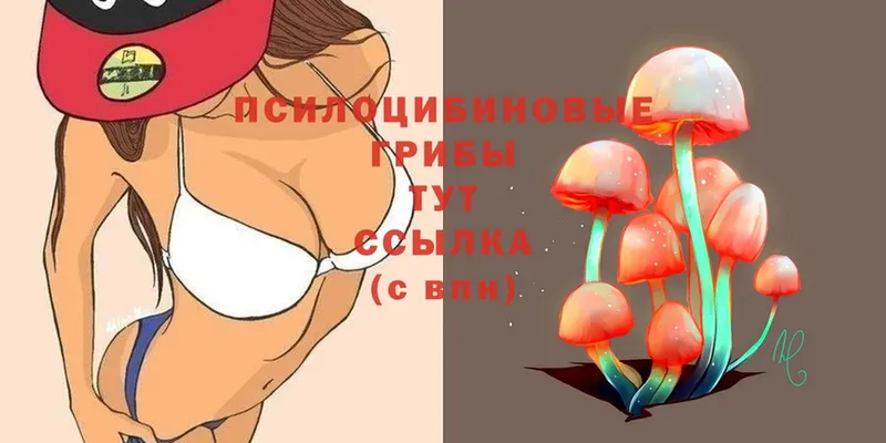 купить  цена  Волгоград  Галлюциногенные грибы Psilocybe 